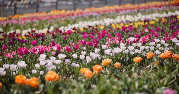 Tulipani in fiore su fiori piantagione fattoria — Foto Stock