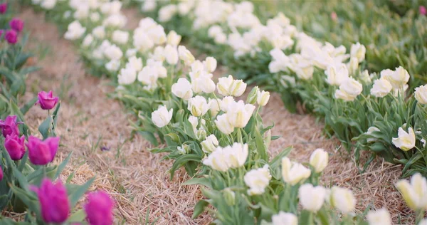 Białe tulipany kwitnące na polu w Holandii. Świeże Tulipany Kwiaty Plantacja — Zdjęcie stockowe