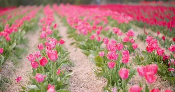 Pinkfarbene Tulpen blühen auf Feld bei Blumenproduktionsbetrieb Niederlande — Stockfoto