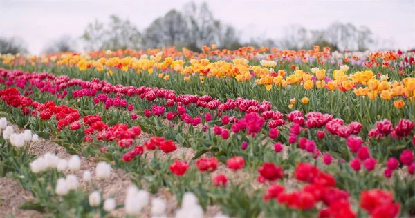 Tulipas vermelhas e amarelas bonitas florescendo no campo. Produção de flores de tulipas na Holanda — Fotografia de Stock