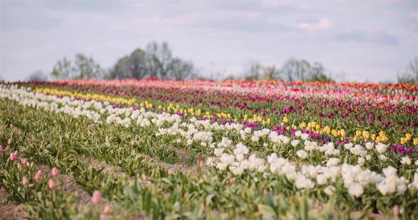 Ampia veduta dei tulipani colorati in fiore sul campo agricolo nei Paesi Bassi in Flower Plantation Farm — Foto Stock