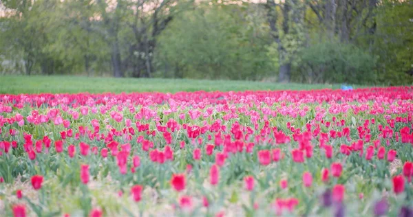 Blühende Tulpen auf dem Acker — Stockfoto