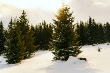 Kış manzarası Dağlara karşı bir yamaçtaki karaçam ağaçlarını kapladı