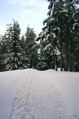 Kış manzarası Dağlara karşı bir yamaçtaki karaçam ağaçlarını kapladı