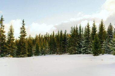 Kış manzarası Dağlara karşı bir yamaçtaki karaçam ağaçlarını kapladı