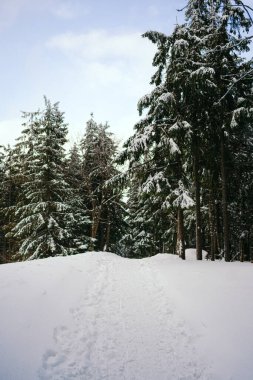 Kış manzarası Dağlara karşı bir yamaçtaki karaçam ağaçlarını kapladı