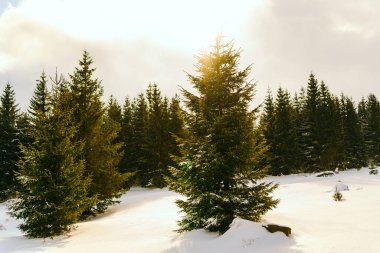 Kış manzarası Dağlara karşı bir yamaçtaki karaçam ağaçlarını kapladı