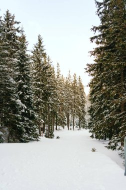 Kış manzarası Dağlara karşı bir yamaçtaki karaçam ağaçlarını kapladı