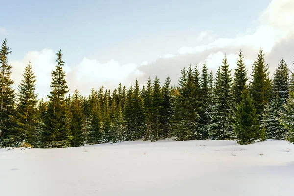 Kış manzarası Dağlara karşı bir yamaçtaki karaçam ağaçlarını kapladı