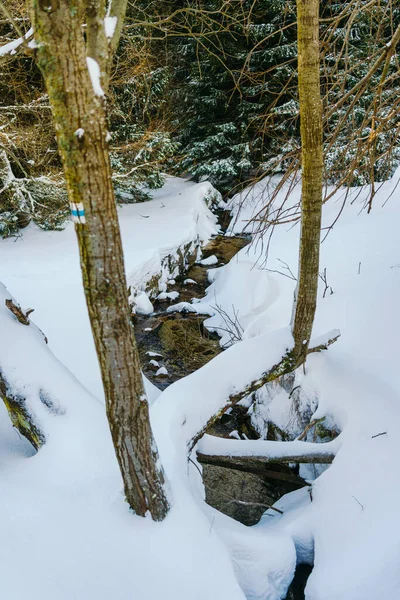 Paisaje invernal alerces cubiertos de nieve en una pendiente contra las montañas — Foto de Stock