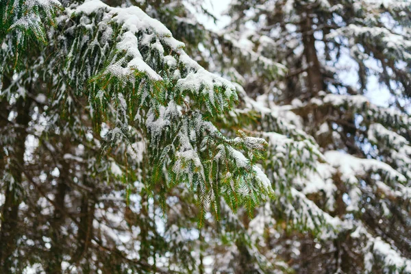 Paisaje invernal alerces cubiertos de nieve en una pendiente contra las montañas — Foto de Stock