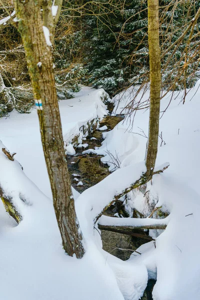 Paisaje invernal alerces cubiertos de nieve en una pendiente contra las montañas — Foto de Stock