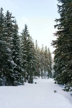 Kış manzarası Dağlara karşı bir yamaçtaki karaçam ağaçlarını kapladı