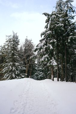Kış manzarası Dağlara karşı bir yamaçtaki karaçam ağaçlarını kapladı