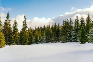 Kış manzarası Dağlara karşı bir yamaçtaki karaçam ağaçlarını kapladı