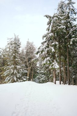 Kış manzarası Dağlara karşı bir yamaçtaki karaçam ağaçlarını kapladı