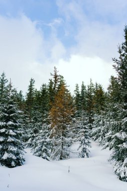 Kış manzarası Dağlara karşı bir yamaçtaki karaçam ağaçlarını kapladı