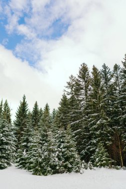 Kış manzarası Dağlara karşı bir yamaçtaki karaçam ağaçlarını kapladı