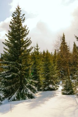 Kış manzarası Dağlara karşı bir yamaçtaki karaçam ağaçlarını kapladı