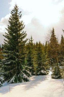 Kış manzarası Dağlara karşı bir yamaçtaki karaçam ağaçlarını kapladı