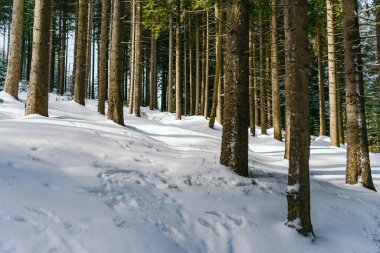 Kış manzarası Dağlara karşı bir yamaçtaki karaçam ağaçlarını kapladı