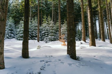 Kış manzarası Dağlara karşı bir yamaçtaki karaçam ağaçlarını kapladı