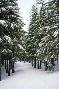 Kış manzarası Dağlara karşı bir yamaçtaki karaçam ağaçlarını kapladı