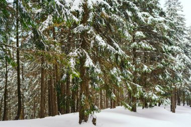 Kış manzarası Dağlara karşı bir yamaçtaki karaçam ağaçlarını kapladı
