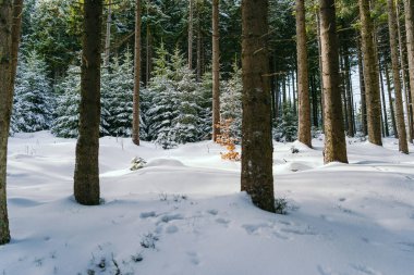 Kış manzarası Dağlara karşı bir yamaçtaki karaçam ağaçlarını kapladı