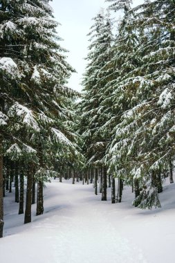 Kış manzarası Dağlara karşı bir yamaçtaki karaçam ağaçlarını kapladı