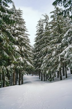 Kış manzarası Dağlara karşı bir yamaçtaki karaçam ağaçlarını kapladı
