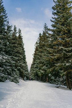 Kış manzarası Dağlara karşı bir yamaçtaki karaçam ağaçlarını kapladı
