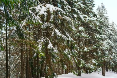 Kış manzarası Dağlara karşı bir yamaçtaki karaçam ağaçlarını kapladı