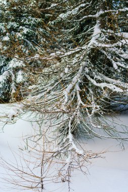 Kış manzarası Dağlara karşı bir yamaçtaki karaçam ağaçlarını kapladı
