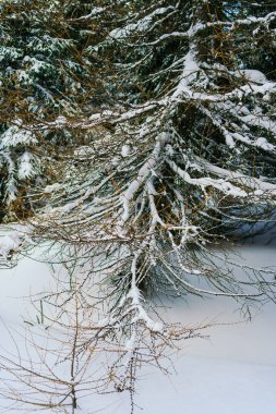 Kış manzarası Dağlara karşı bir yamaçtaki karaçam ağaçlarını kapladı
