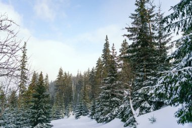 Kış manzarası Dağlara karşı bir yamaçtaki karaçam ağaçlarını kapladı