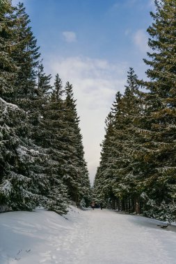 Kış manzarası Dağlara karşı bir yamaçtaki karaçam ağaçlarını kapladı