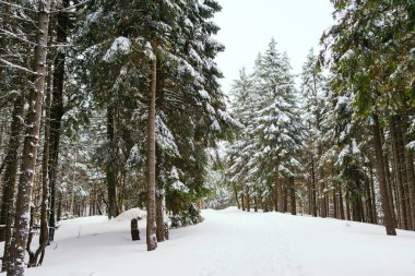 Kış manzarası Dağlara karşı bir yamaçtaki karaçam ağaçlarını kapladı