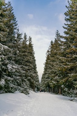 Kış manzarası Dağlara karşı bir yamaçtaki karaçam ağaçlarını kapladı
