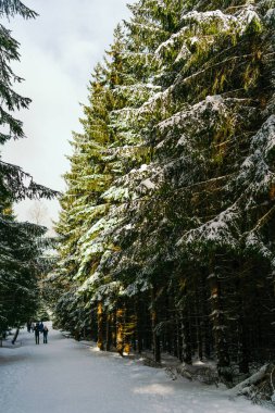 Kış manzarası Dağlara karşı bir yamaçtaki karaçam ağaçlarını kapladı