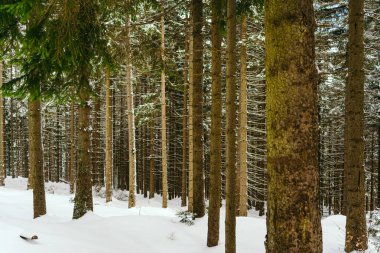 Kış manzarası Dağlara karşı bir yamaçtaki karaçam ağaçlarını kapladı