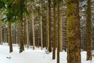 Kış manzarası Dağlara karşı bir yamaçtaki karaçam ağaçlarını kapladı