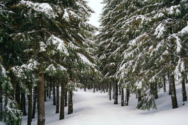 Kış manzarası Dağlara karşı bir yamaçtaki karaçam ağaçlarını kapladı