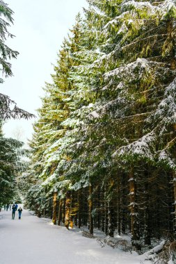 Kış manzarası Dağlara karşı bir yamaçtaki karaçam ağaçlarını kapladı