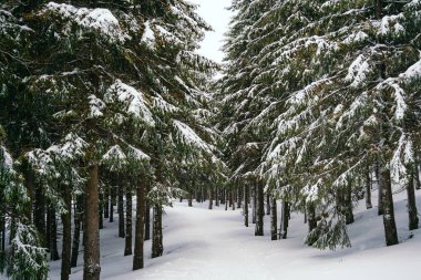 Kış manzarası Dağlara karşı bir yamaçtaki karaçam ağaçlarını kapladı