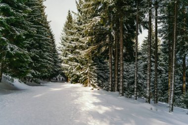 Kış manzarası Dağlara karşı bir yamaçtaki karaçam ağaçlarını kapladı