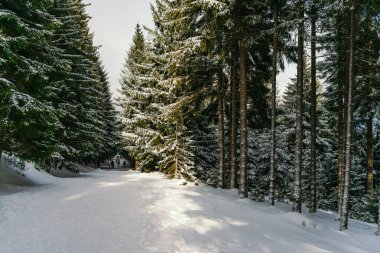 Kış manzarası Dağlara karşı bir yamaçtaki karaçam ağaçlarını kapladı