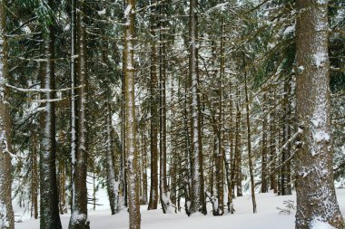 Kış manzarası Dağlara karşı bir yamaçtaki karaçam ağaçlarını kapladı