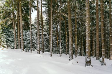 Kış manzarası Dağlara karşı bir yamaçtaki karaçam ağaçlarını kapladı