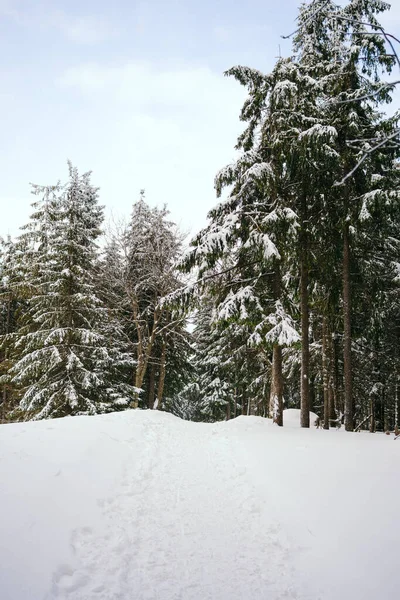 Kış manzarası Dağlara karşı bir yamaçtaki karaçam ağaçlarını kapladı